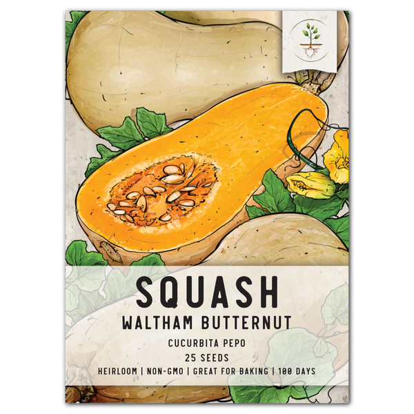 Waltham Butternut Winter Squash Seeds For Planting (Cucurbita pepo)