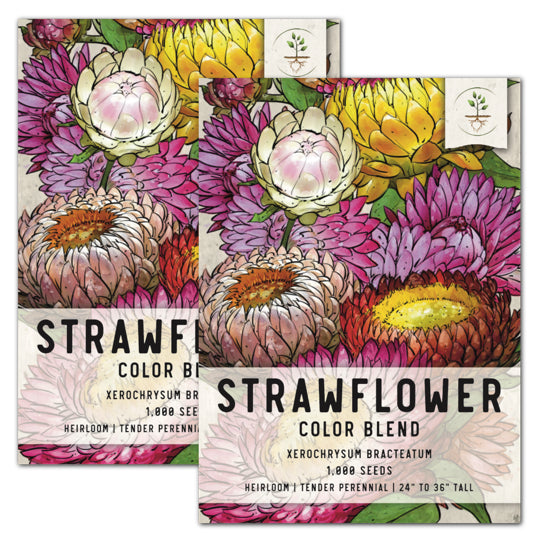 Strawflower (Helichrysum bracteatum) - 200 Seeds - Southern Seed