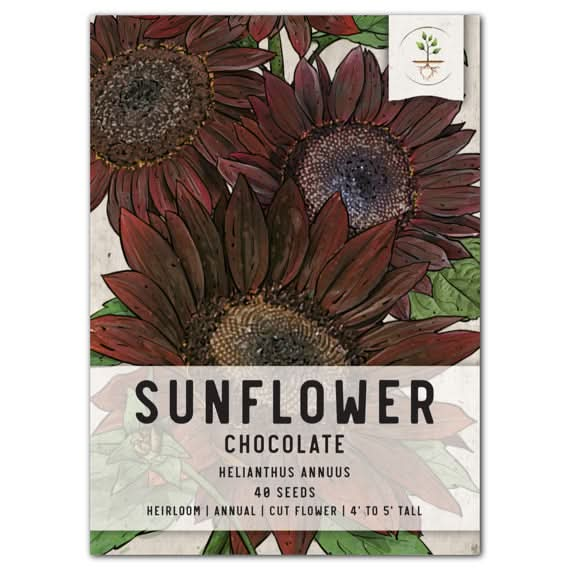 Chocolate Sunflower Seeds for planting