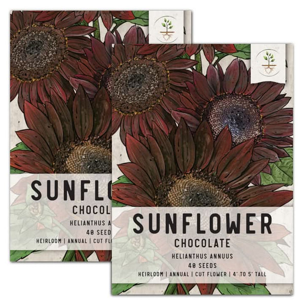 Chocolate Sunflower Seeds for planting