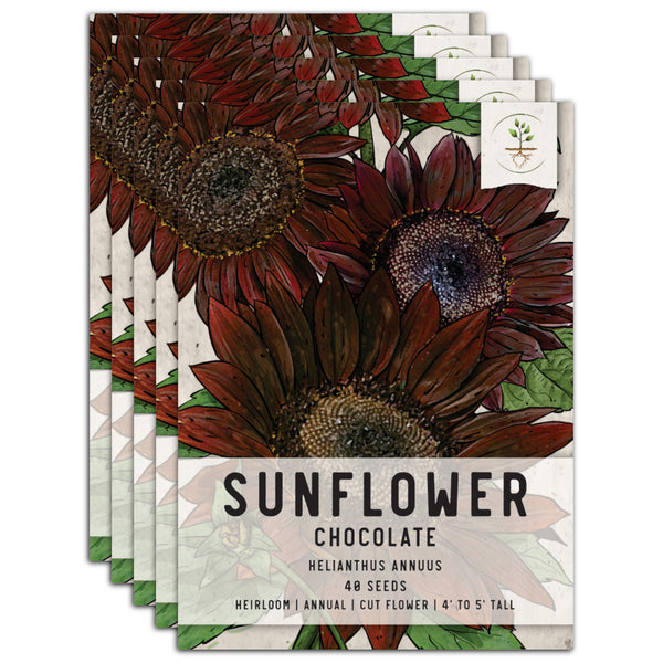 Chocolate Cherry Sunflower Seeds For Planting (Helianthus annuus)