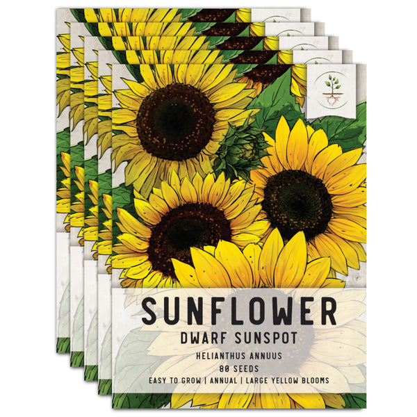 Dwarf Sunspot Sunflower Seeds For Planting (Helianthus annuus)