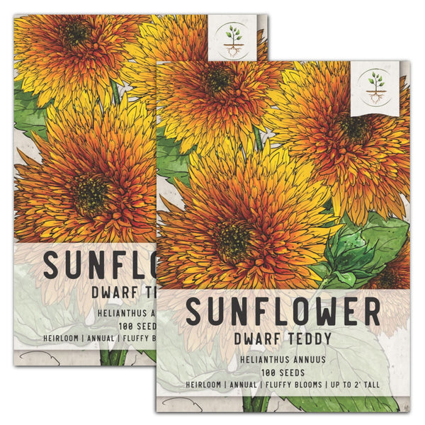 Dwarf Teddy Sunflower Seeds For Planting (Helianthus annuus)