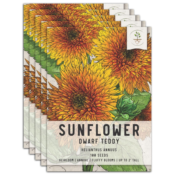 Dwarf Teddy Sunflower Seeds For Planting (Helianthus annuus)