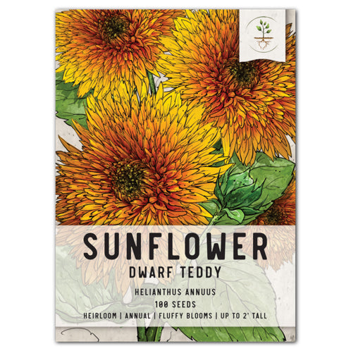 Dwarf Teddy Sunflower Seeds For Planting (Helianthus annuus)