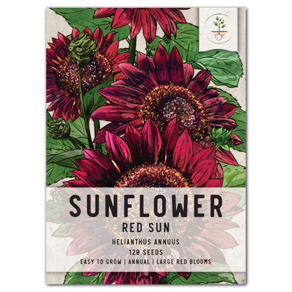 Red Sun Sunflower Seeds For Planting (Helianthus annuus)