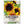 firecracker sunflower seeds for planting