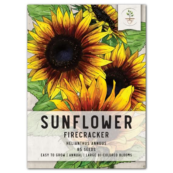 firecracker sunflower seeds for planting