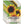 Firecracker Sunflower Seeds For Planting (Helianthus annuus)