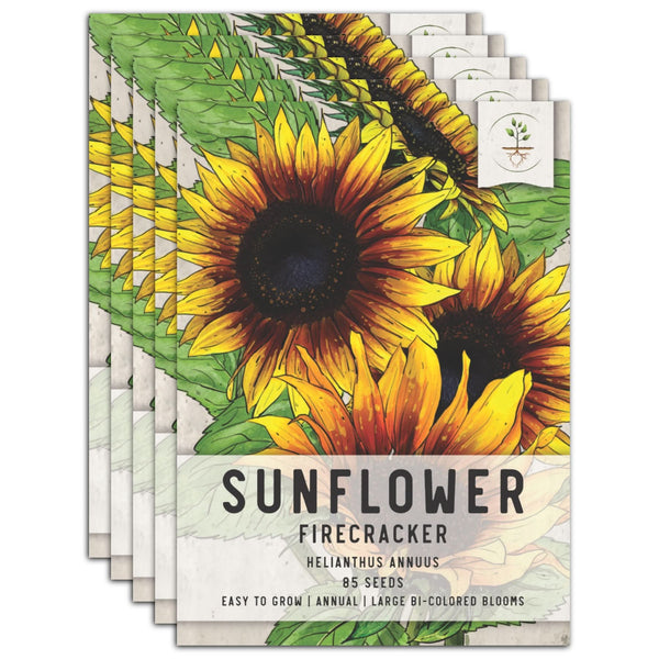 Firecracker Sunflower Seeds For Planting (Helianthus annuus)