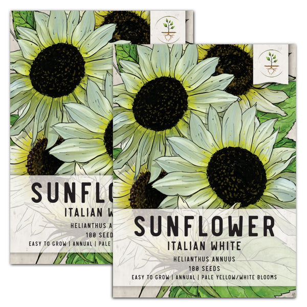 italian white sunflower seeds for planting