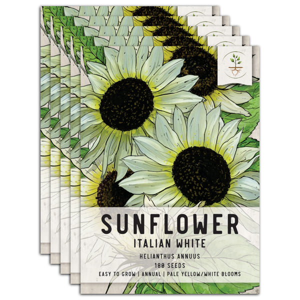 Italian White Sunflower Seeds For Planting (Helianthus annuus)