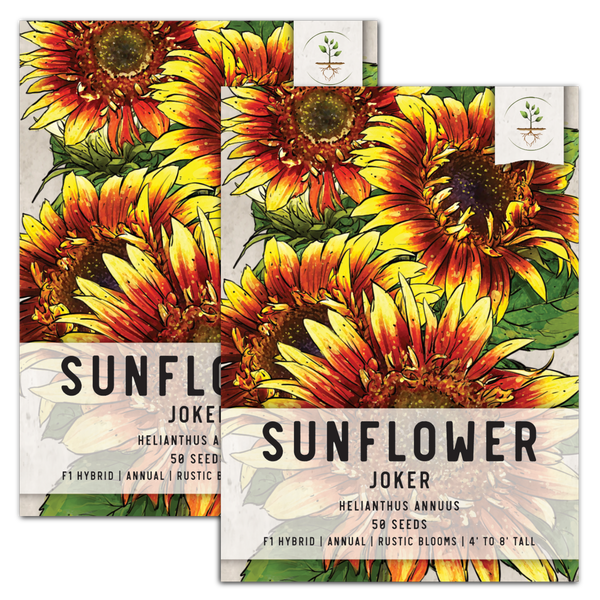 Joker Sunflower Seeds For Planting (Helianthus annuus)