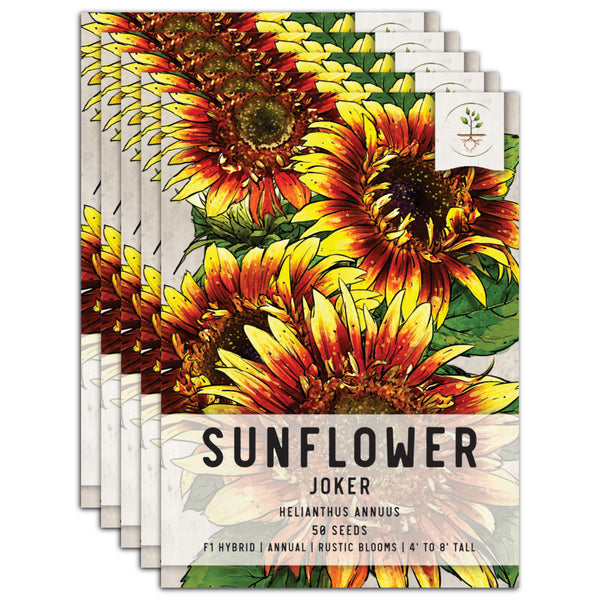 Joker Sunflower Seeds For Planting (Helianthus annuus)
