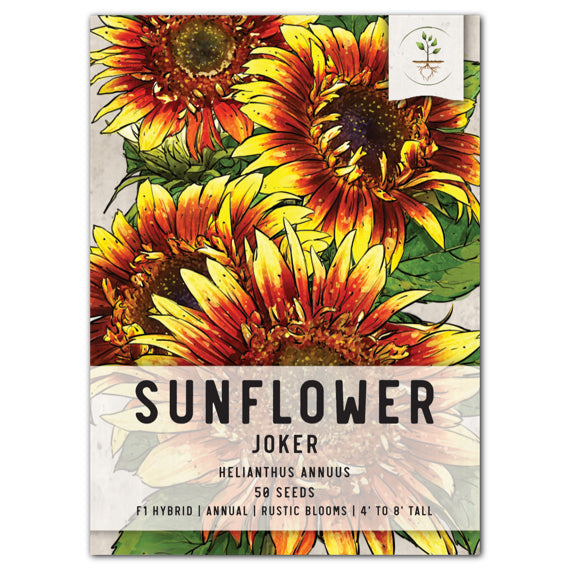 Joker Sunflower Seeds For Planting (Helianthus annuus)