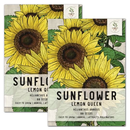 lemon queen sunflower seeds for planting