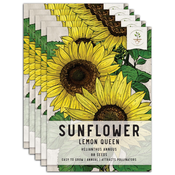 Lemon Queen Sunflower Seeds For Planting (Helianthus annuus)