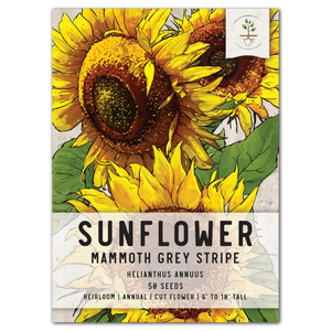 mammoth grey striped sunflower seeds for planting