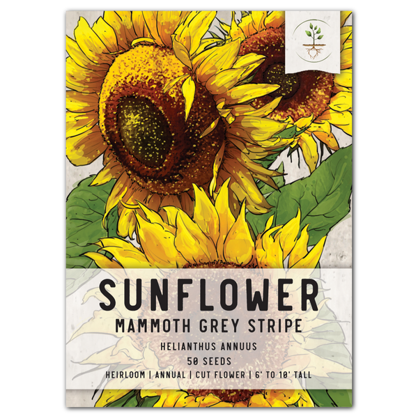 Mammoth Grey Stripe Sunflower Seeds For Planting (Helianthus annuus)
