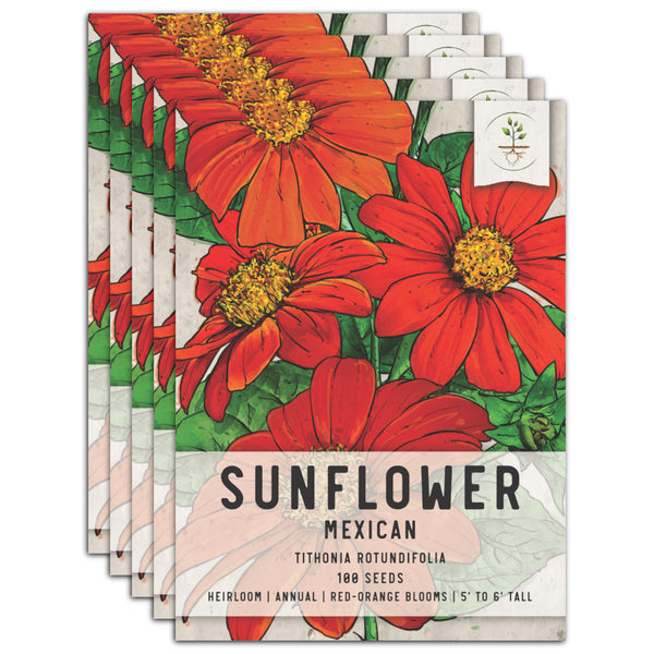 Mexican Torch Sunflower Seeds For Planting (Tithonia rotundifolia)
