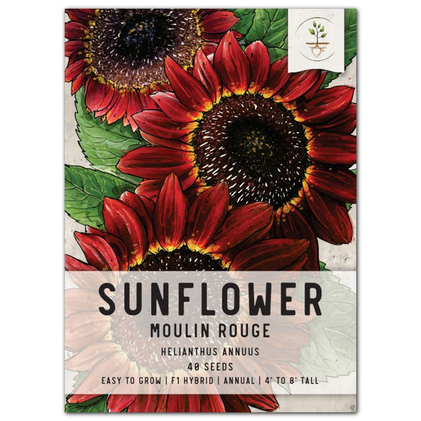 planting red sunflower seeds Moulin Rouge Sunflower Seeds For Planting (Helianthus annuus) – Seed Needs LLC