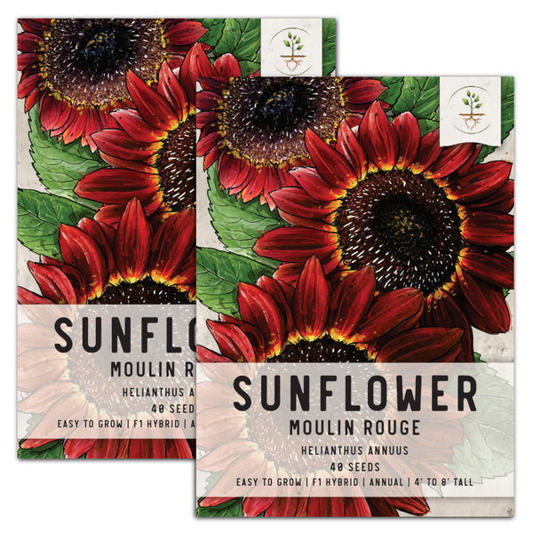Moulin Rouge Sunflower Seeds For Planting (Helianthus annuus)