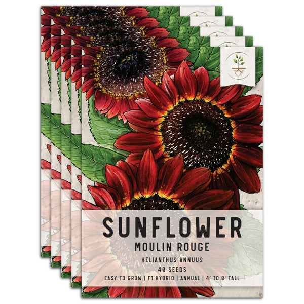 Moulin Rouge Sunflower Seeds For Planting (Helianthus annuus)