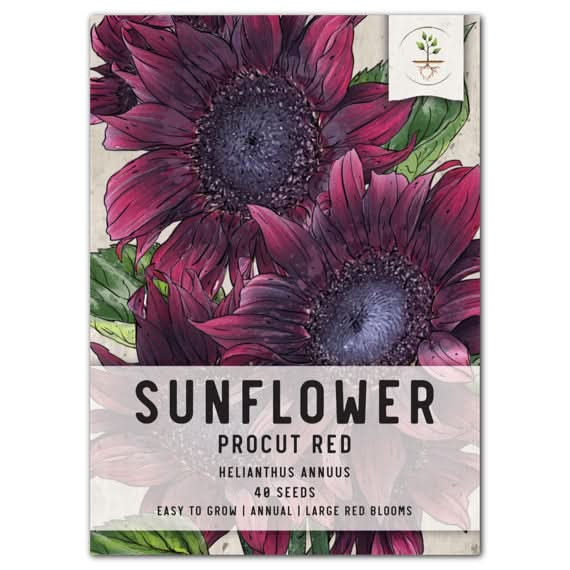 procut red sunflower seeds for planting