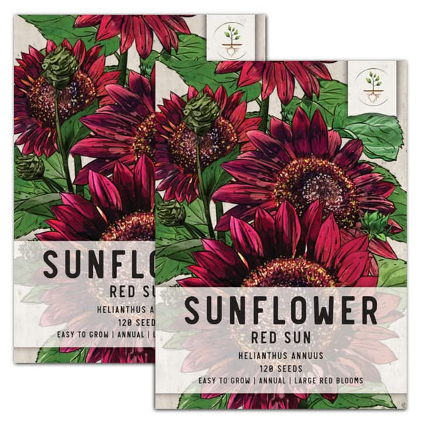 red sun sunflower seeds for planting