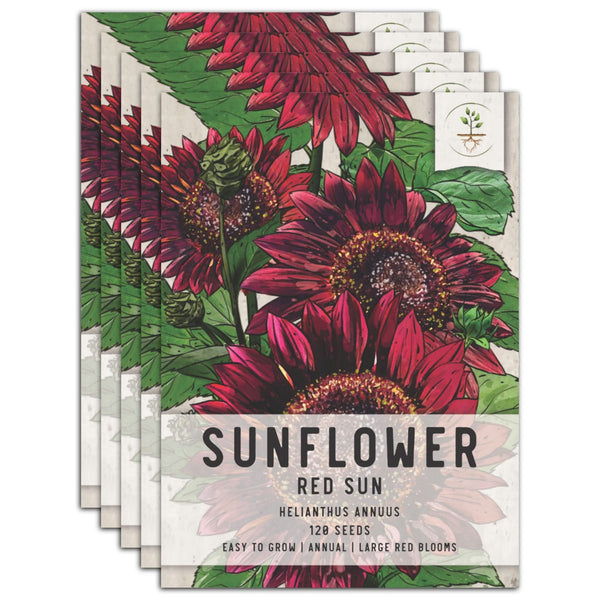 Red Sun Sunflower Seeds For Planting (Helianthus annuus)