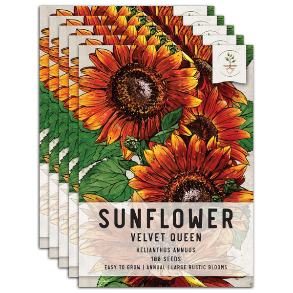 Velvet Queen Sunflower Seeds For Planting (Helianthus annuus)