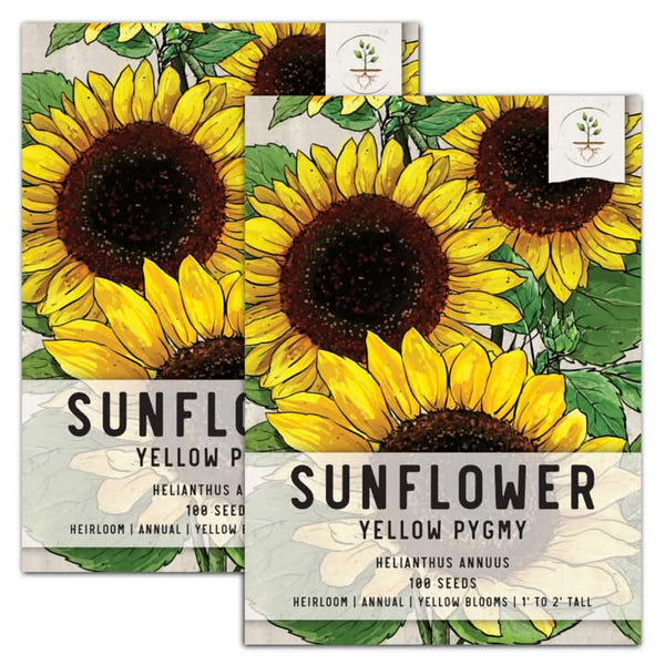 Yellow Pygmy Sunflower Seeds For Planting (Helianthus annuus)