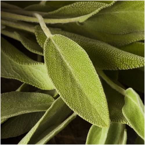 Sage Herb Seeds For Planting (Salvia officinalis)