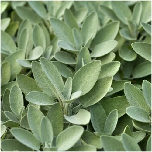 Sage Herb Seeds For Planting (Salvia officinalis)