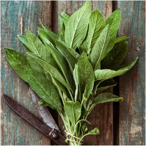 Sage Herb Seeds For Planting (Salvia officinalis)
