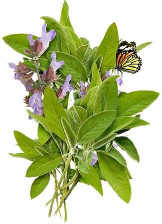 Sage Herb Seeds For Planting (Salvia officinalis)