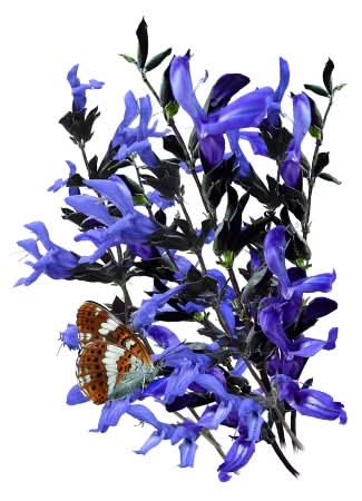 SAPPHIRE BLUE SALVIA SAGE SEEDS FOR PLANTING