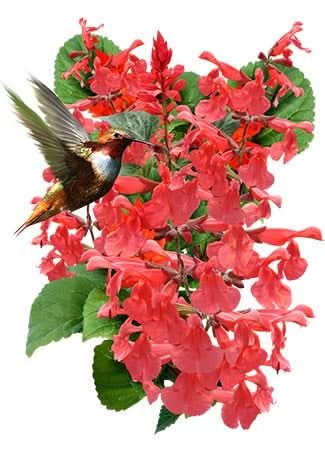 scarlet salvia seeds for planting