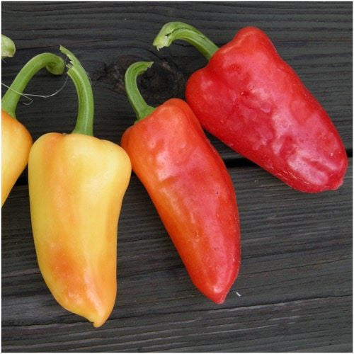 Santa Fe Grande Hot Pepper Seeds For Planting (Capsicum annuum)