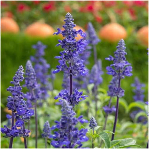 Sapphire Sage Seeds For Planting / Sapphire Salvia (Salvia farinacea)