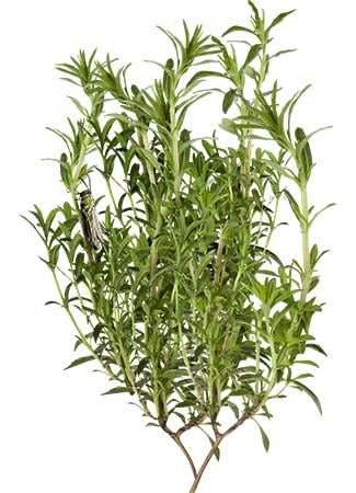 Summer Savory Herb Seeds For Planting (Satureja hortensis)