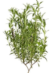 Summer Savory Herb Seeds For Planting (Satureja hortensis)