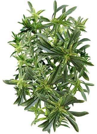 Winter Savory Herb Seeds For Planting (Satureja montana)