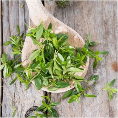 Winter Savory Herb Seeds For Planting (Satureja montana)