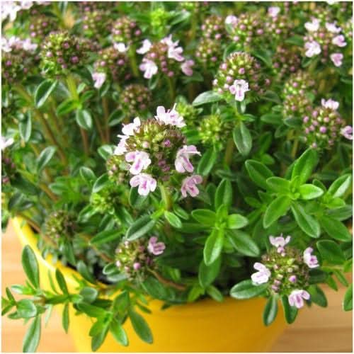 Winter Savory Herb Seeds For Planting (Satureja montana)