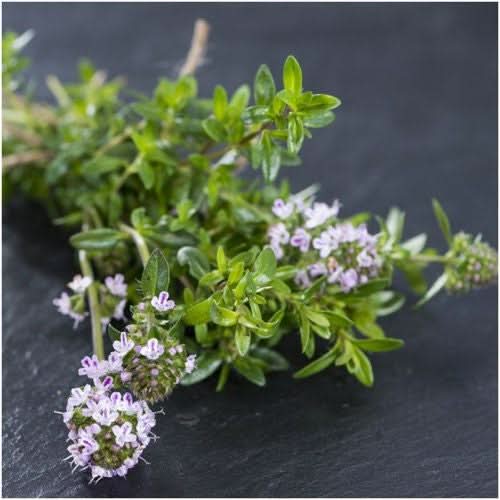 Winter Savory Herb Seeds For Planting (Satureja montana)