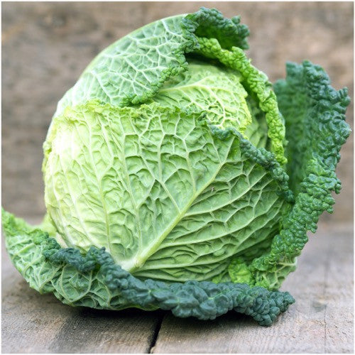 savoy perfection cabbage