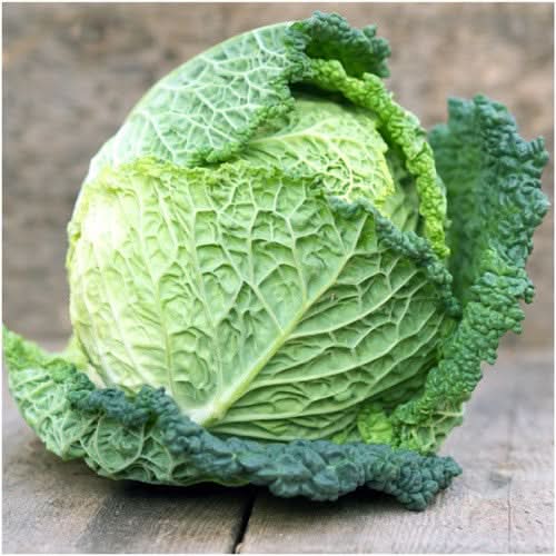 Savoy Perfection Cabbage Seeds For Planting (Brassica oleracea)