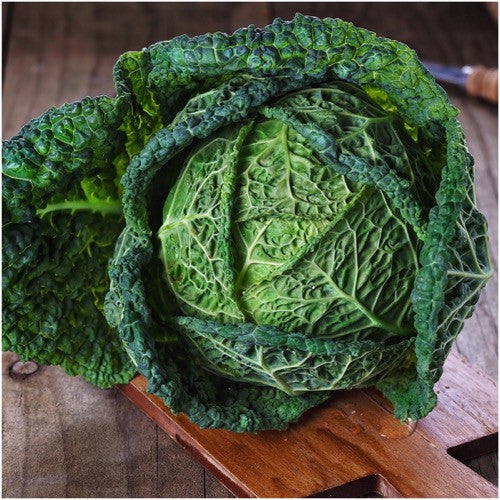 Savoy Perfection Cabbage Seeds For Planting (Brassica oleracea)