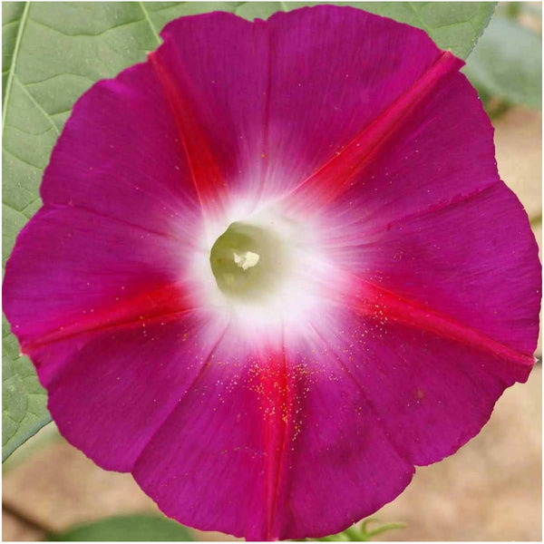 Morning Glory Seed Collection